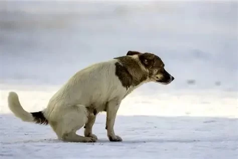 How to Tell If Your Dog Has Loose Stools: Signs and Solutions