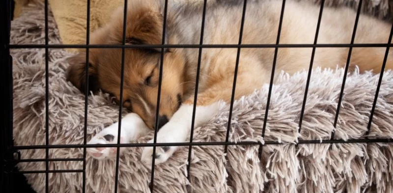 Why Some Dogs Don’t Like Their Crates: Understanding and Solving Crate Issues