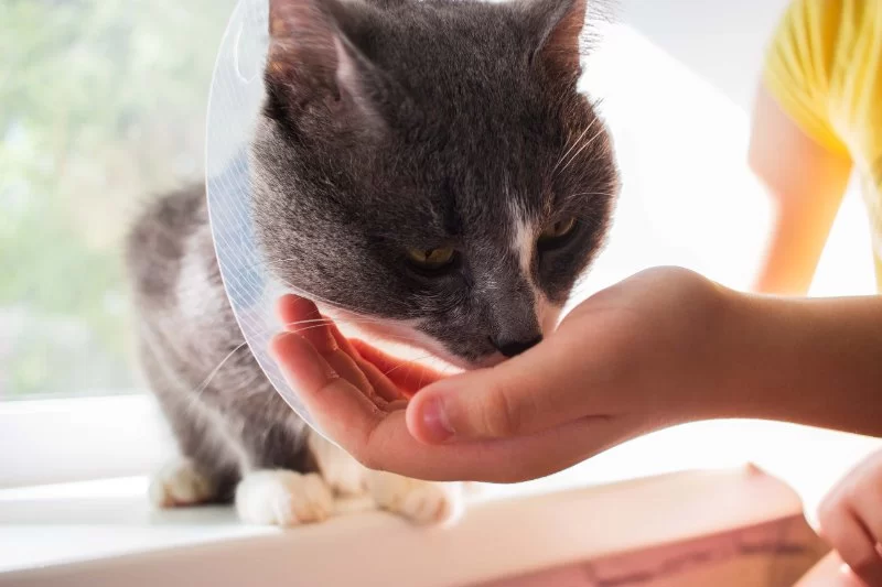 Best Ways to Feed Cats with Digestive Sensitivity: Tips and Advice