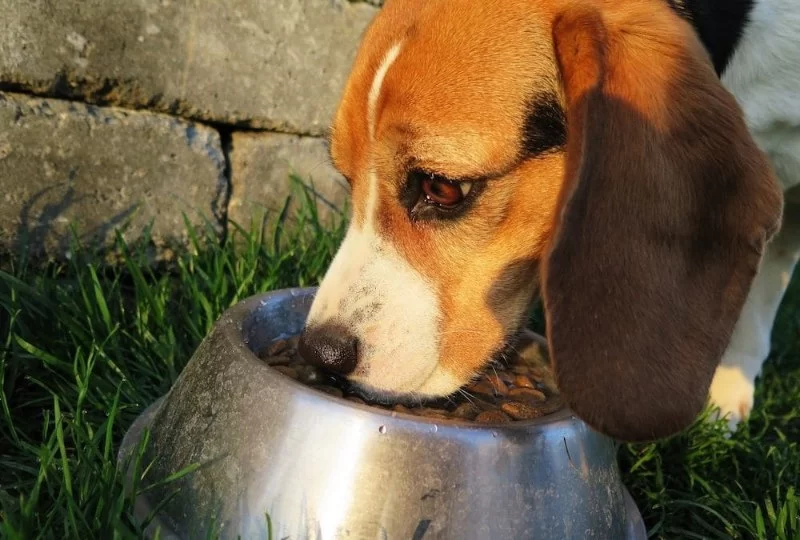 How to Help Pets With Sensitive Stomachs Enjoy Mealtime