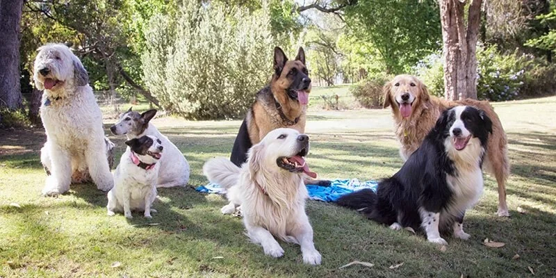 Why Dogs Love Exploring New Areas: Understanding Their Natural Instincts
