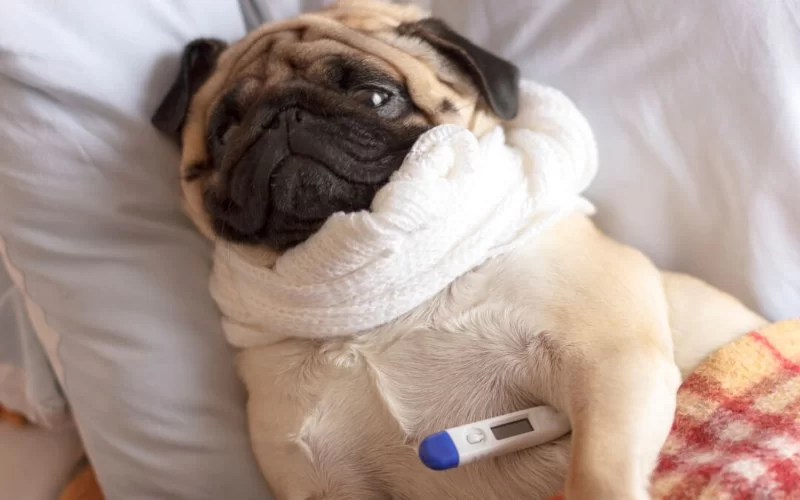 How to Tell If Your Pet Has a Fever: Symptoms and Care Tips