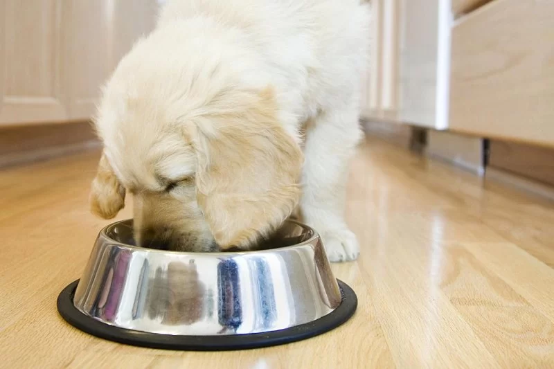 How to Recognize and Treat Constipation in Pets: A Complete Guide