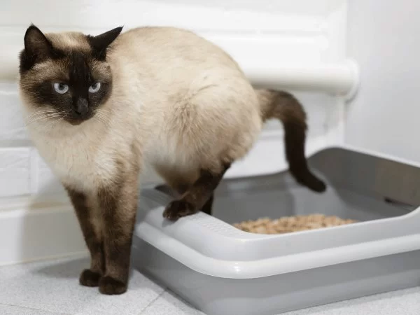 How to Recognize and Treat Constipation in Pets: Expert Care for Your Furry Friend