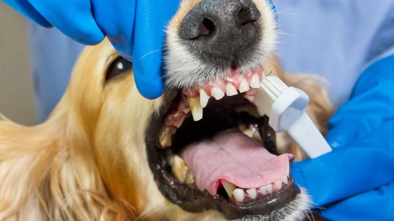 What to Expect During Your Pet’s Dental Cleaning Appointment