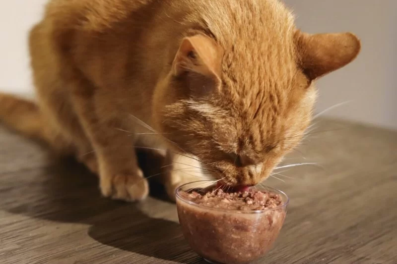 The Best Ways to Feed Senior Cats with Kidney Problems