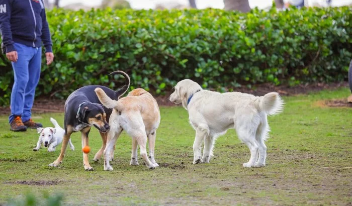 Why Dogs Love Exploring Parks – Benefits of Park Visits for Dogs