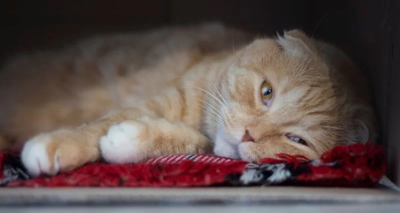 How to Tell If Your Cat Is Depressed and What You Can Do