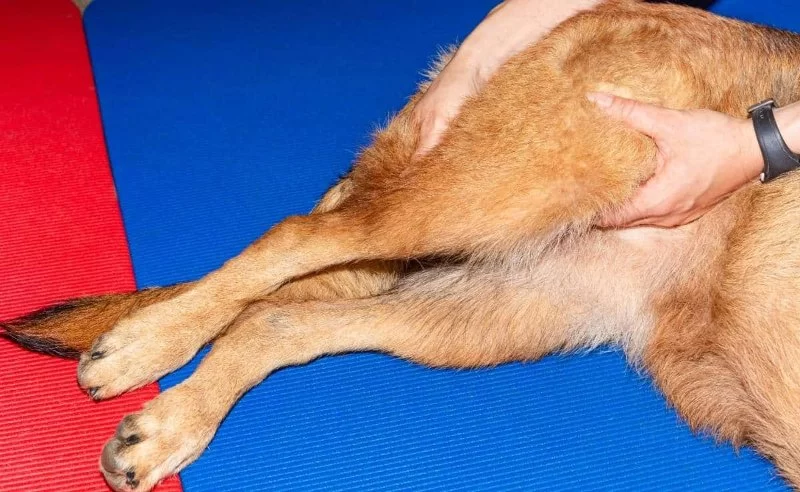 How to Recognize Symptoms of Hip Dysplasia in Large Dogs