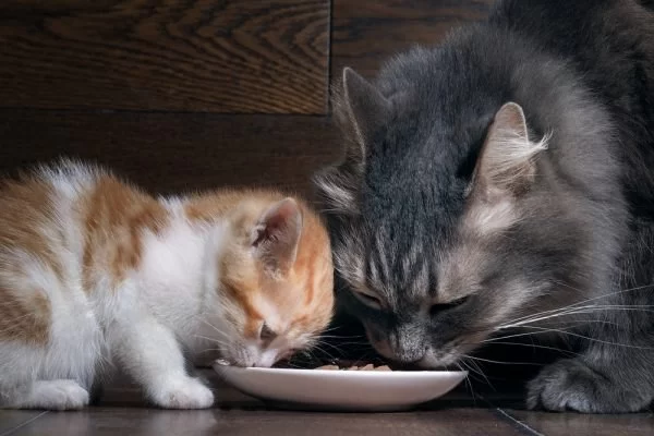 The Best Ways to Feed Cats With Food Sensitivities: Expert Tips and Food Recommendations