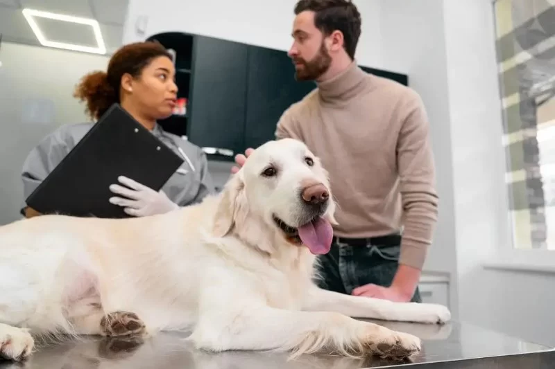What to Expect at Your Pet’s First Veterinary Visit: A Complete Guide for New Owners
