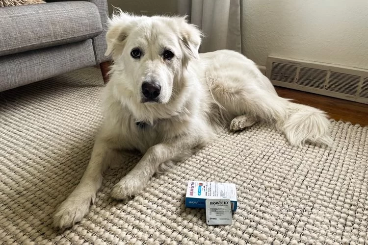 Best Flea and Tick Prevention Methods for Dogs and Cats