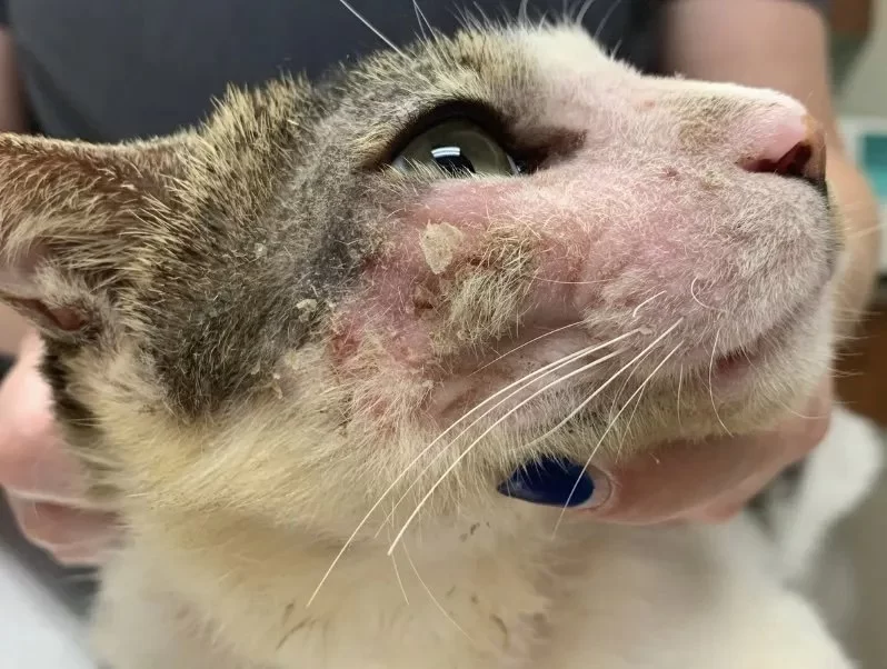 How to Tell If Your Cat Has Allergies and What to Do About It