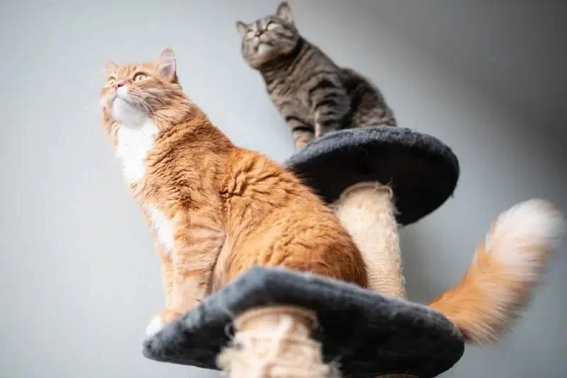 How to Choose the Right Cat Tree for Your Home – Best Tips for Your Feline Friend