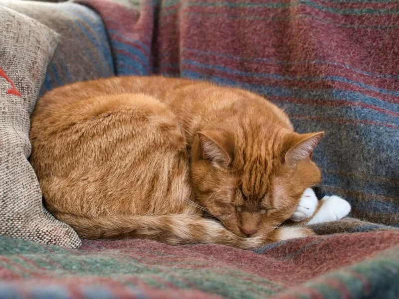 Understanding Your Cat's Sleep Patterns and When to Be Concerned