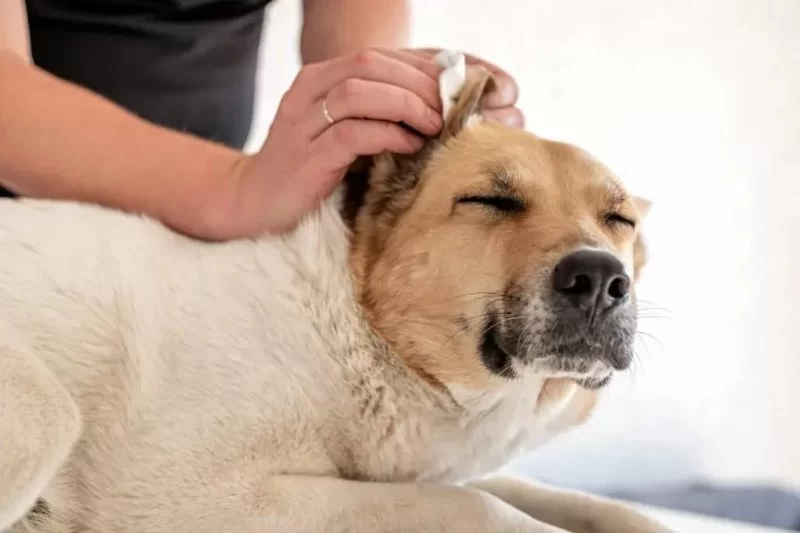 How to Help Pets With Itchy Ears: A Complete Guide for Pet Owners