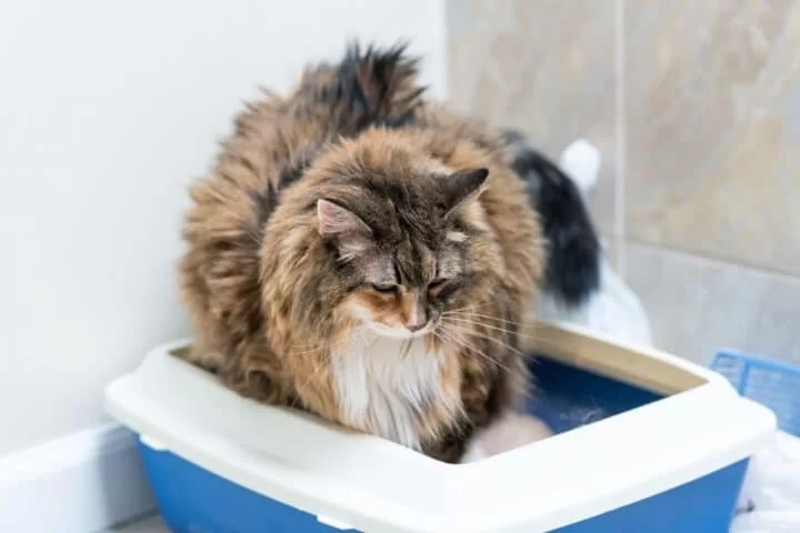 The Best Ways to Feed Cats With Urinary Health Issues Guide