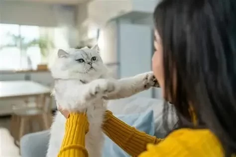 Why Cats Startle Easily and How to Help Them Feel Safe