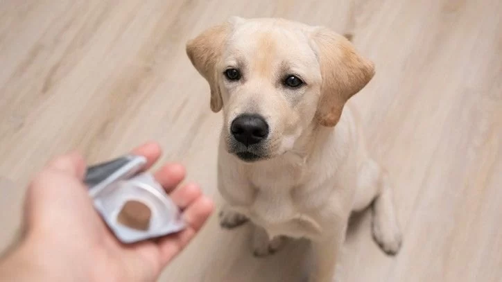 How to Recognize Common Allergens for Dogs and Manage Symptoms Effectively