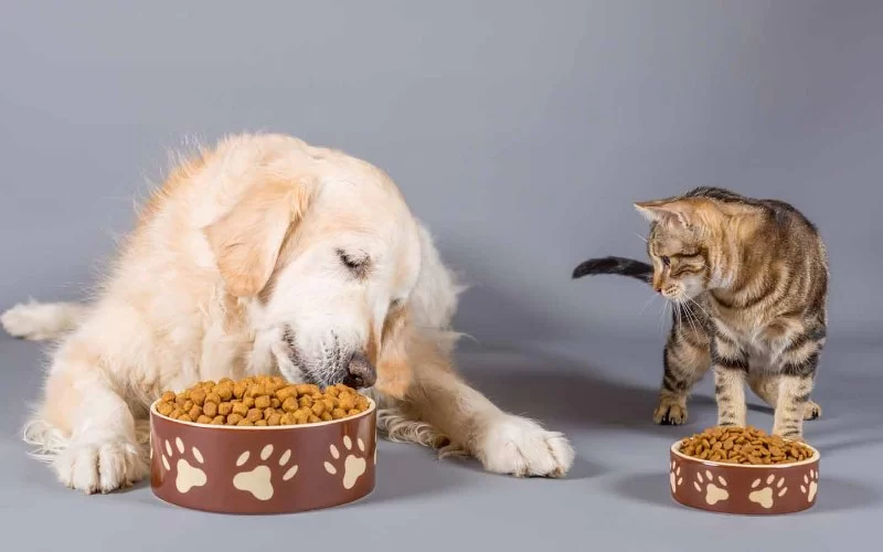 Tips for Choosing the Right Pet Food Brand for Your Pet