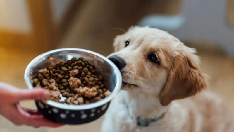 The Best Ways to Feed Dogs with Skin Allergy Problems