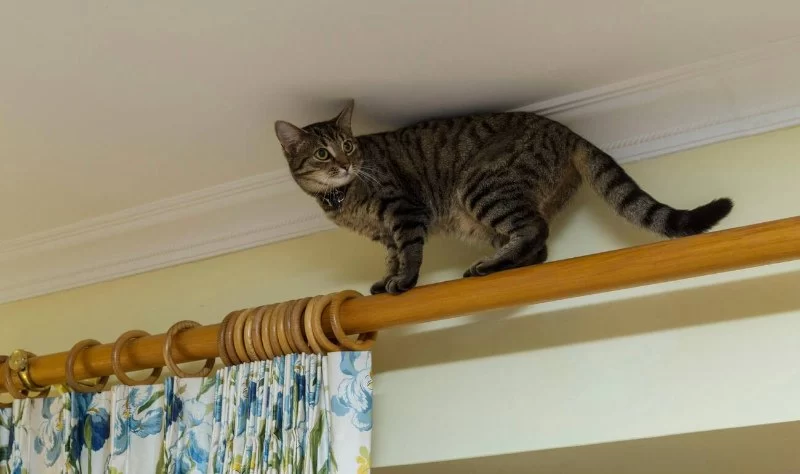 Why Cats Love Climbing Curtains and How to Stop It