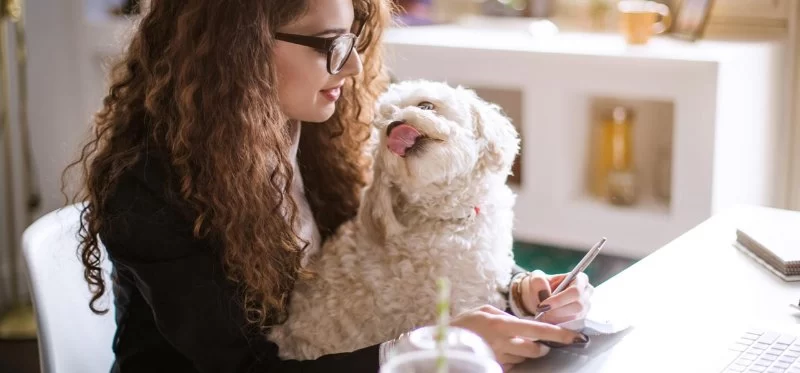 How to Help Pets With Stress at Work Hours Effectively