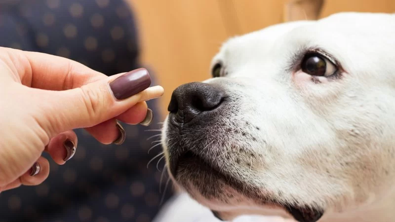 What Every Pet Owner Should Know About Joint Supplements