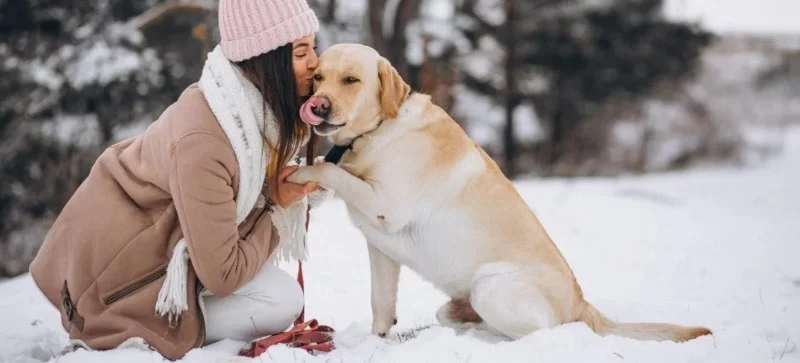 How to Keep Senior Pets Comfortable in Cold Weather: Tips and Solutions for Your Older Pets
