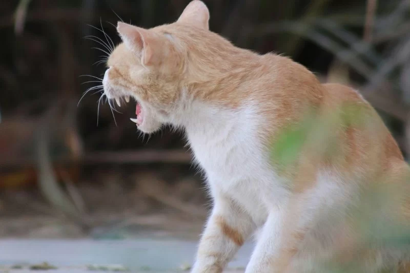 Why Some Cats Are Fearful of Visitors and How to Help