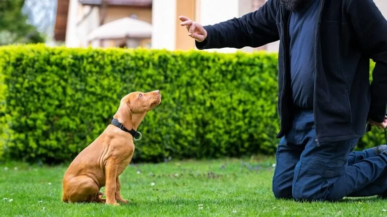 How to Train Your Dog Not to Jump on Guests: Essential Tips for Effective Training