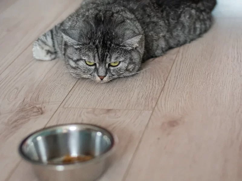 What to Do if Your Cat Refuses to Eat Dry Food: Causes and Solutions