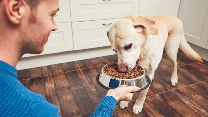 The Best Ways to Feed Senior Dogs