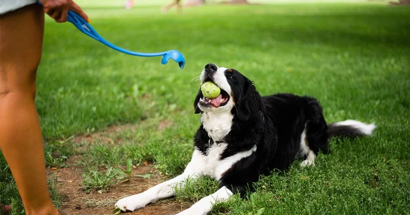 Why Dogs Love Playing Fetch: Understanding the Excitement Behind the Game