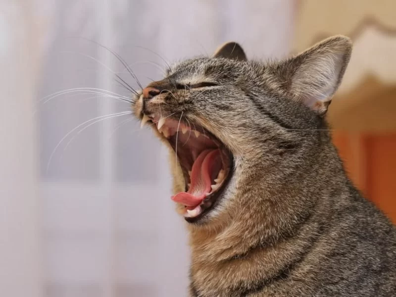 What to Do When Your Cat Has Bad Breath: Causes and Solutions