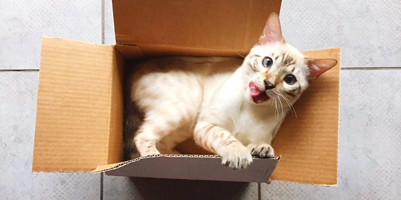 Why Do Cats Love Boxes and Paper Bags? Uncover the Mystery