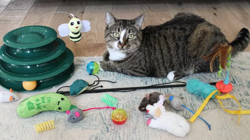 The Best Ways to Introduce New Toys to Your Cat for Fun and Engagement