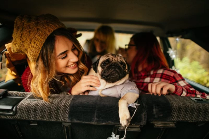 The Best Tips for Long-Distance Travel With Pets