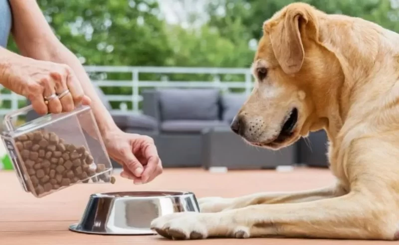 The Best Ways to Feed Pets During Hot Weather