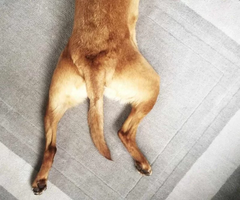 Understanding Hip Dysplasia in Dogs: Causes, Symptoms, and Treatment Options