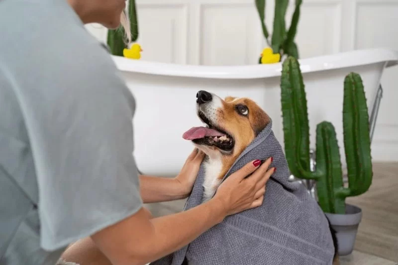 How to Help Pets Cope with Routine Grooming: Tips and Techniques for a Stress-Free Experience