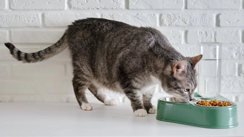 What to Feed Your Senior Cat for Optimal Health: Expert Advice on Nutrition