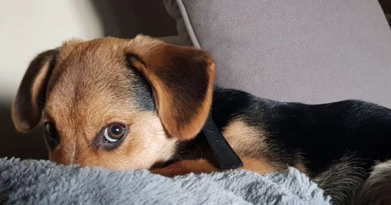 How to Help Pets Cope With Household Renovations: Tips for a Smooth Transition