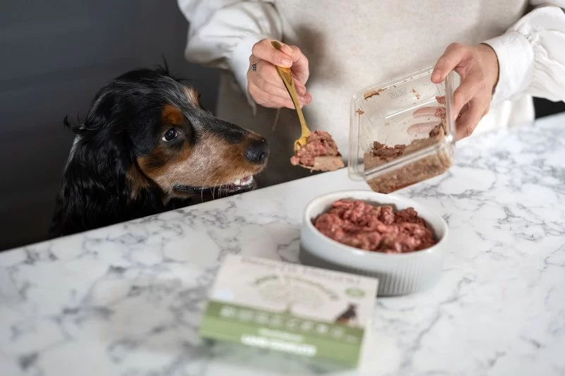 Best Foods to Improve Pet Immune Function