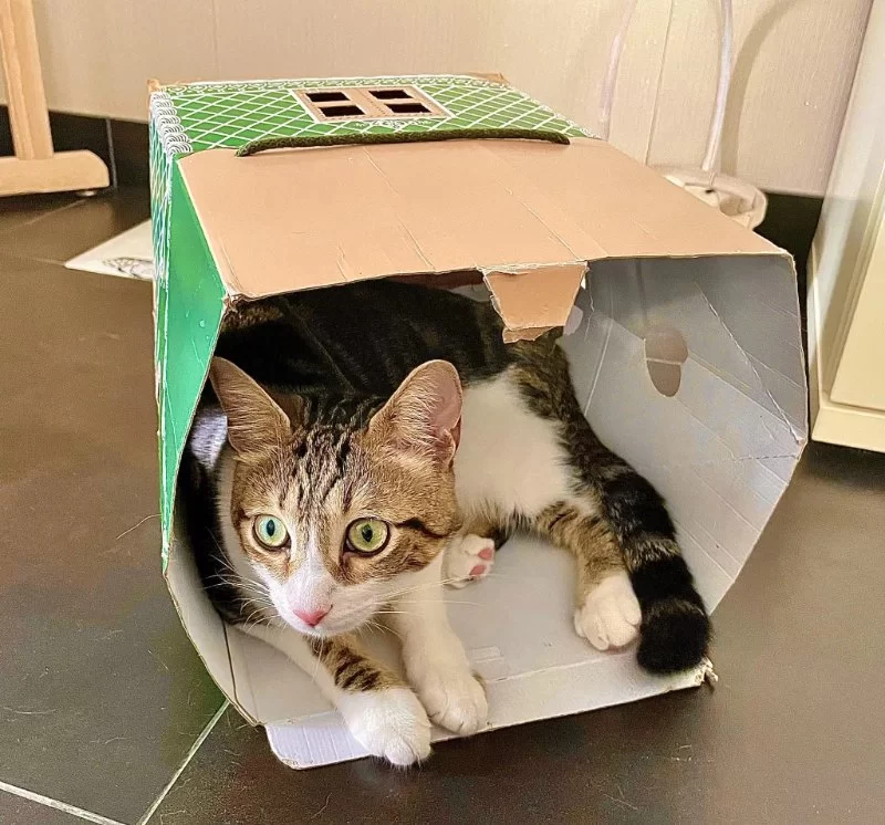 Why Cats Love Small Play Areas: Understanding Their Preference for Cozy Spaces