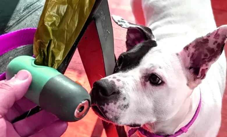 Essential Pet Health Tools Every Owner Should Have at Home