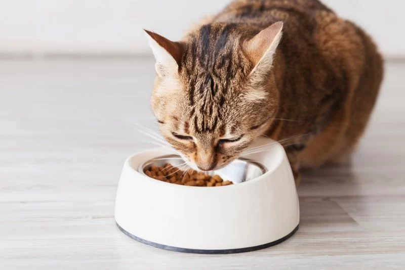 What to Do If Your Cat Won’t Eat: Tips for a Picky Eater