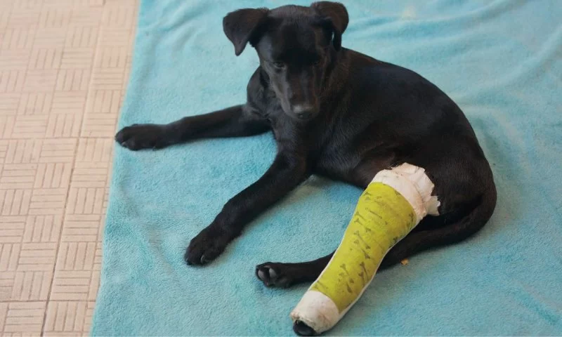 How to Tell If Your Pet Has a Broken Bone and What to Do