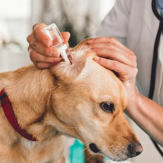 How to Help Pets with Itchy Ears: Causes and Solutions