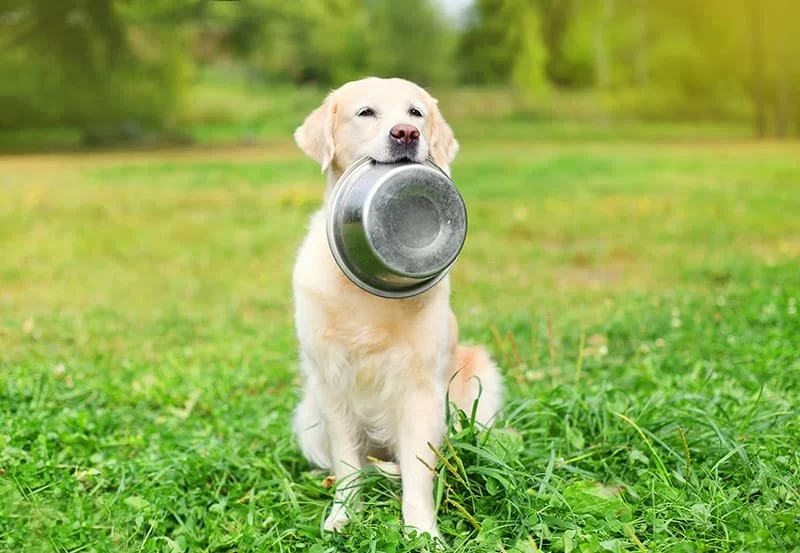 Best Ways to Feed Pets During Hot Weather | Tips for Keeping Pets Cool